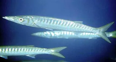 Yellowmouth barracuda (Sphyraena viridensis)