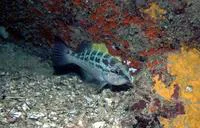 Yellowmouth grouper (Mycteroperca interstitialis)