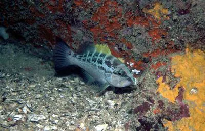 Yellowmouth grouper (Mycteroperca interstitialis)