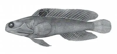 Yellowmouth jawfish (Opistognathus melachasme)