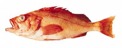 Yellowmouth rockfish (Sebastes reedi)