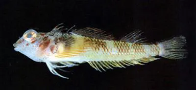Yellownape tripplefin (Enneapterygius flavoccipitis)