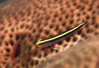 Yellownose goby (Elacatinus randalli)