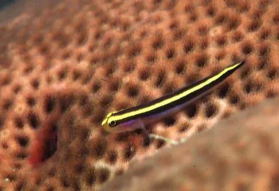 Yellownose goby (Elacatinus randalli)