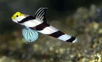Yellownose prawn-goby (Stonogobiops xanthorhinica)