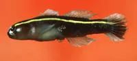 Yellowprow goby (Elacatinus xanthiprora)