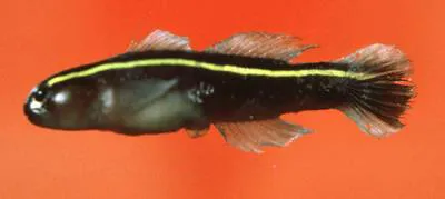 Yellowprow goby (Elacatinus xanthiprora)