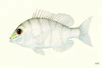 Yellowsnout large-eye bream (Gymnocranius frenatus)