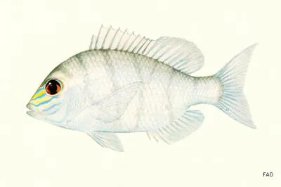 Yellowsnout large-eye bream (Gymnocranius frenatus)