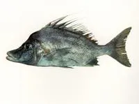 Yellowspotted boarfish (Paristiopterus gallipavo)