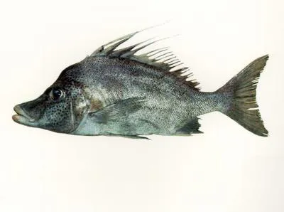 Yellowspotted boarfish (Paristiopterus gallipavo)