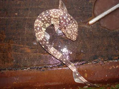 Yellowspotted catshark (Scyliorhinus capensis)