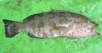 Yellowspotted grouper (Epinephelus timorensis)