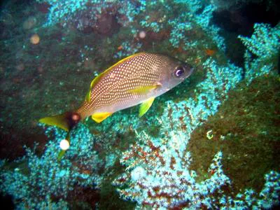Yellowspotted grunt (Haemulon flaviguttatum)