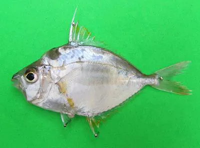 Yellowspotted ponyfish (Nuchequula flavaxilla)