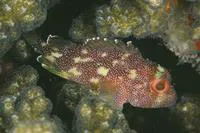 Yellowspotted scorpionfish (Sebastapistes cyanostigma)