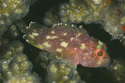 Yellowspotted scorpionfish (Sebastapistes cyanostigma)