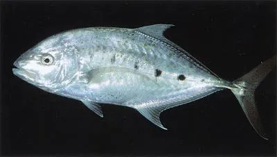 Yellowspotted trevally (Carangoides fulvoguttatus)