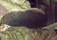 Yellowspotted wrasse (Macropharyngodon negrosensis)