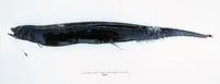 Yellowstem dragonfish (Eustomias macrurus)