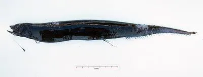 Yellowstem dragonfish (Eustomias macrurus)
