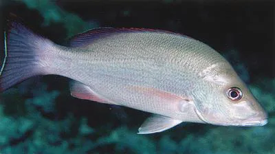 Yellowstreaked snapper (Lutjanus lemniscatus)