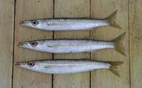 Yellowstripe barracuda (Sphyraena chrysotaenia)