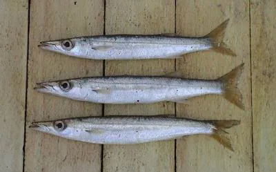 Yellowstripe barracuda (Sphyraena chrysotaenia)