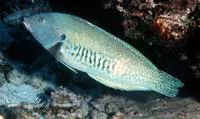 Yellowstripe coris (Coris flavovittata)