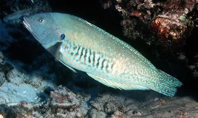 Yellowstripe coris (Coris flavovittata)