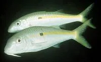 Yellowstripe goatfish (Mulloidichthys flavolineatus)