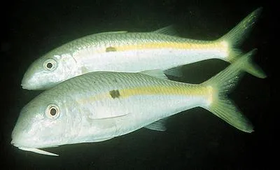 Yellowstripe goatfish (Mulloidichthys flavolineatus)