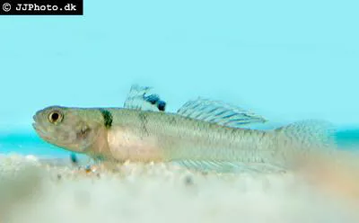 Yellowstripe goby (Mugilogobius chulae)