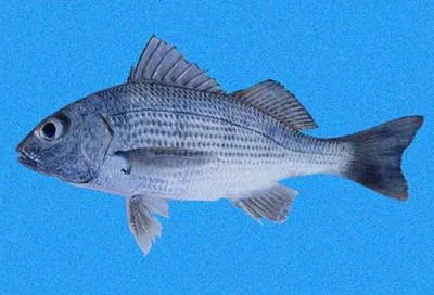 Yellowstripe grunt (Haemulopsis axillaris)