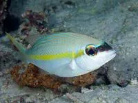 Yellowstripe monocle bream (Scolopsis aurata)