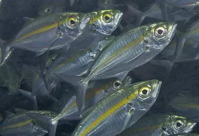 Yellowstripe scad (Selaroides leptolepis)