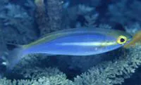 Yellowstripe threadfin bream (Pentapodus aureofasciatus)