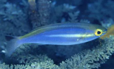 Yellowstripe threadfin bream (Pentapodus aureofasciatus)