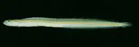 Yellowstripe wormfish (Gunnellichthys viridescens)