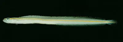 Yellowstripe wormfish (Gunnellichthys viridescens)