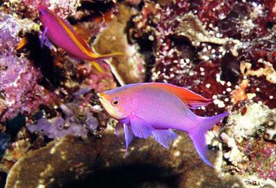 Yellowstriped fairy basslet (Pseudanthias tuka)