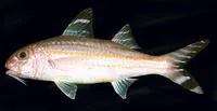 Yellowstriped goatfish (Upeneus vittatus)
