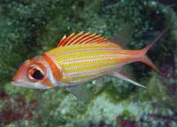 Yellowstriped squirrelfish (Neoniphon aurolineatus)