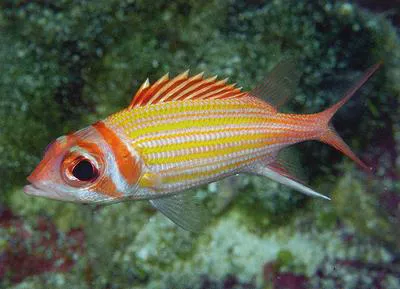Yellowstriped squirrelfish (Neoniphon aurolineatus)