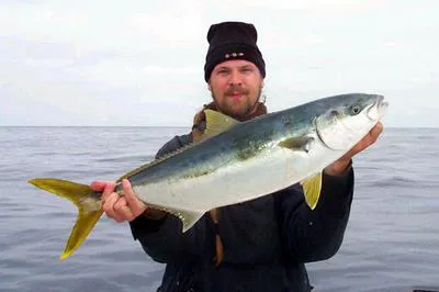 Yellowtail amberjack (Seriola lalandi)
