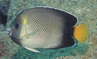 Yellowtail angelfish (Apolemichthys xanthurus)