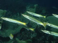 Yellowtail barracuda (Sphyraena flavicauda)