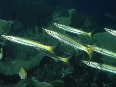 Yellowtail barracuda (Sphyraena flavicauda)