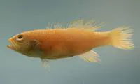 Yellowtail bass (Bathyanthias mexicanus)