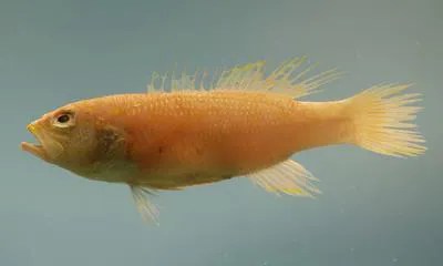 Yellowtail bass (Bathyanthias mexicanus)